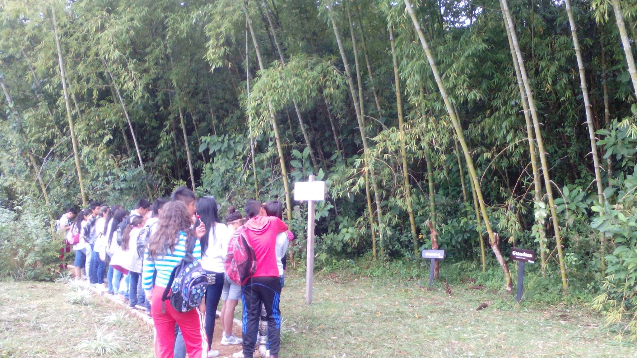 15 07 16 dts marengo guadua