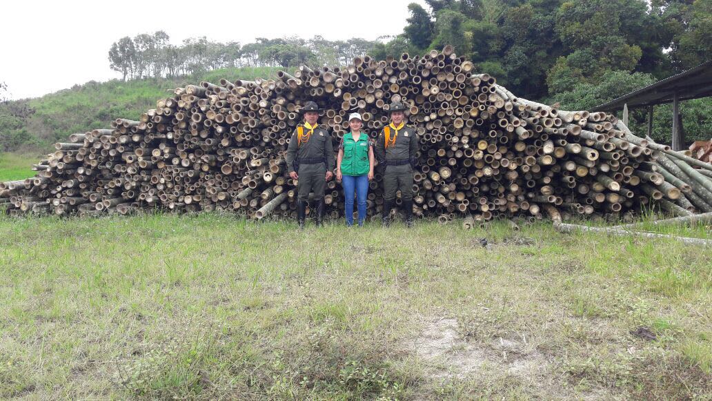 Decomisada guadua en el sur del Huila 4