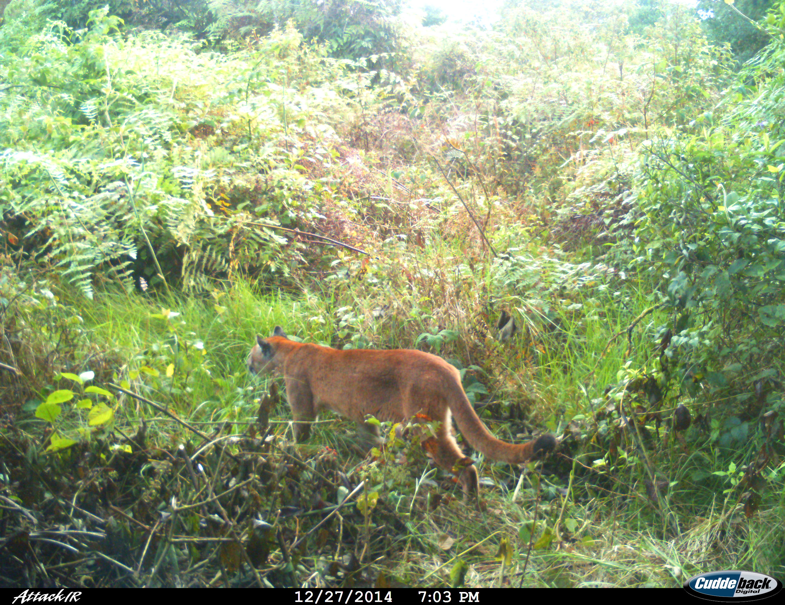 dts san agustn puma concolor puma