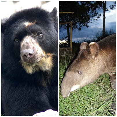 oso danta