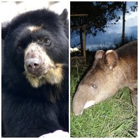 oso_danta