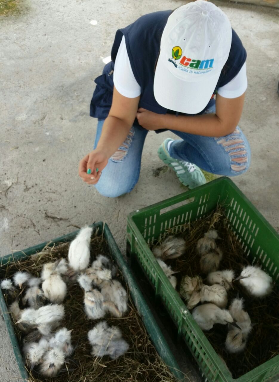 15 07 21 cam dts rescate de garzas 02