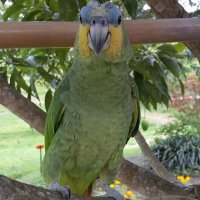 dts_incautacion_fauna_02