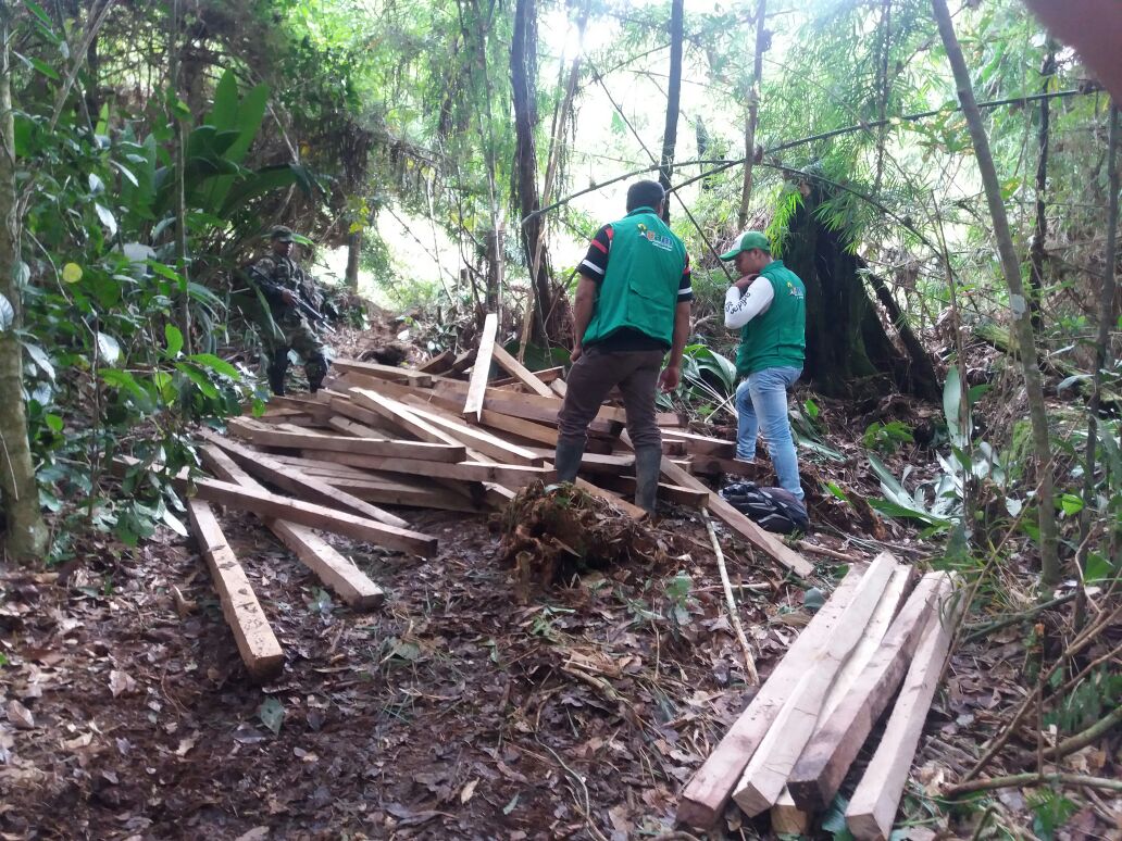 Intensifican controles a taladores de roble  3