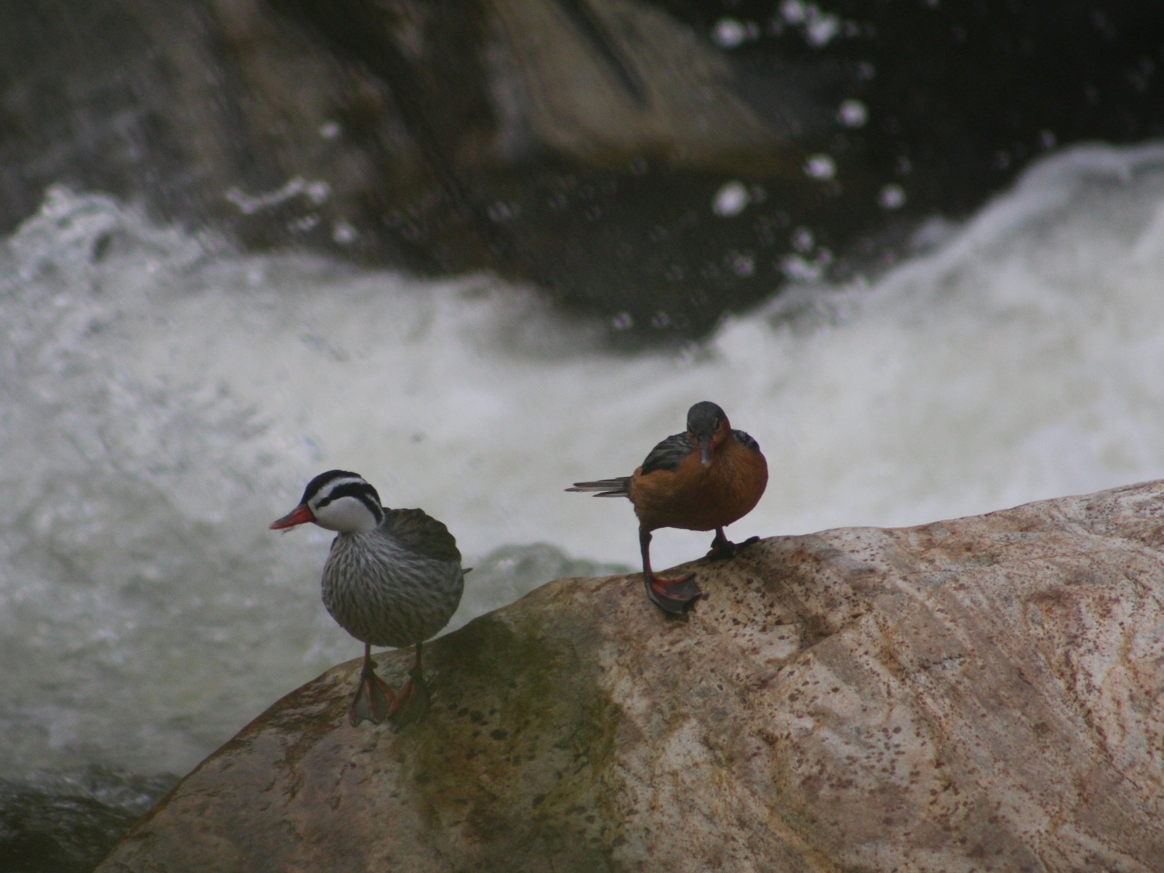 PATO DE TORRENTE