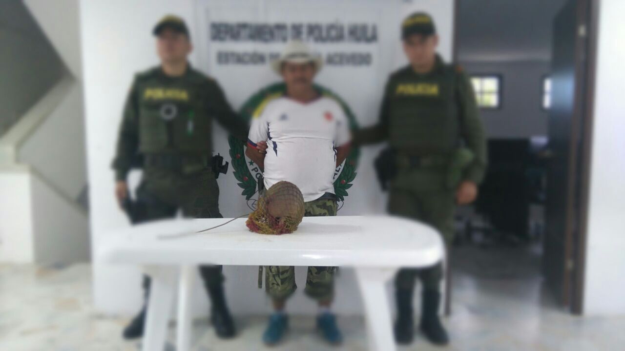 armadillo