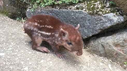 cria borugo