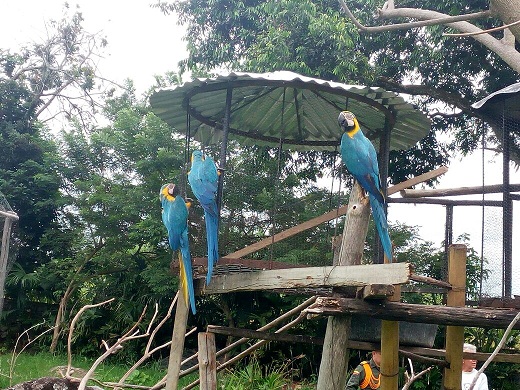 decomisorivera