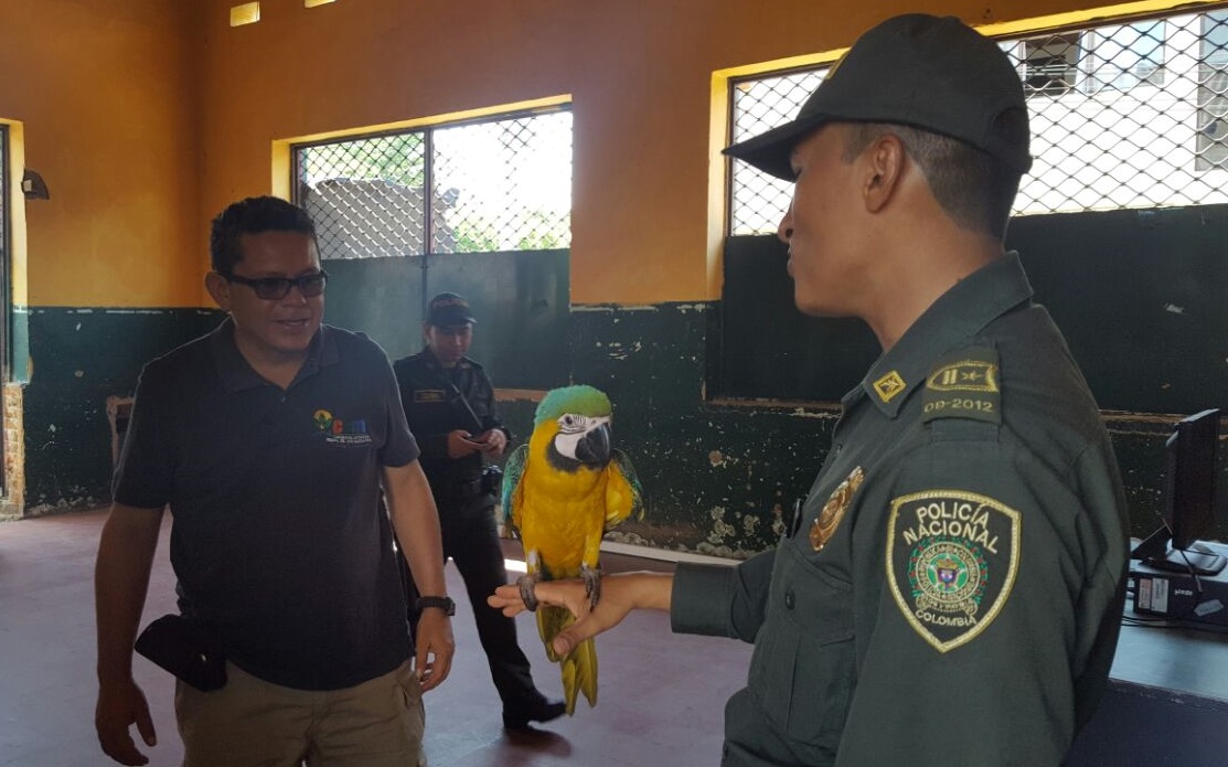 guacamaya