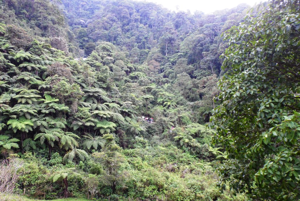 reserva natural el cedro1