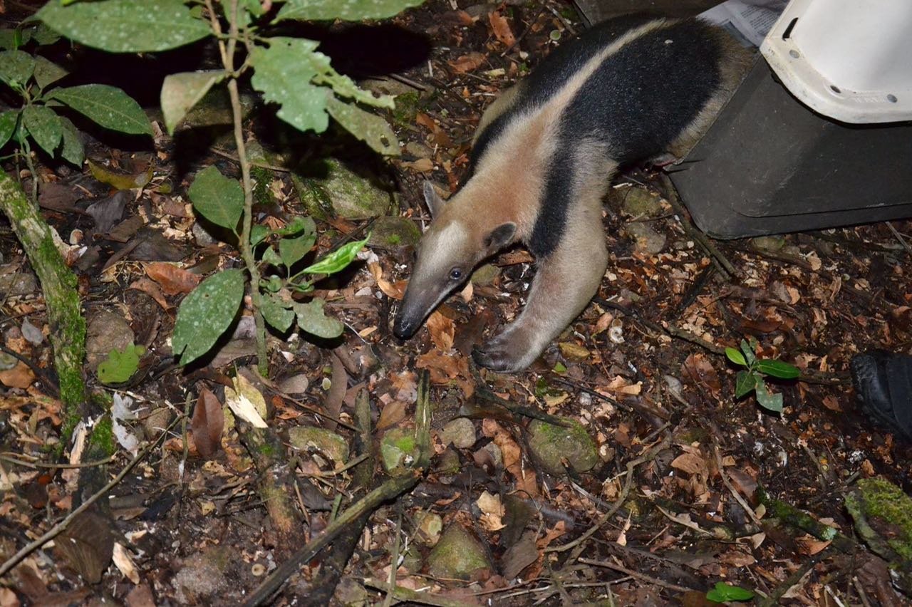 tamandua 7 12