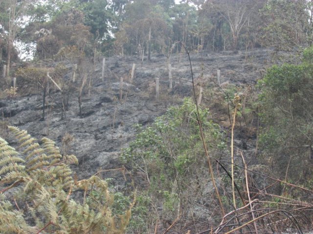 panoramica_parcela_quemada