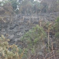 panoramica_parcela_quemada