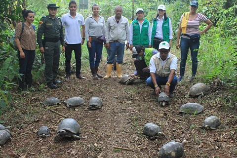 tortugamocoa