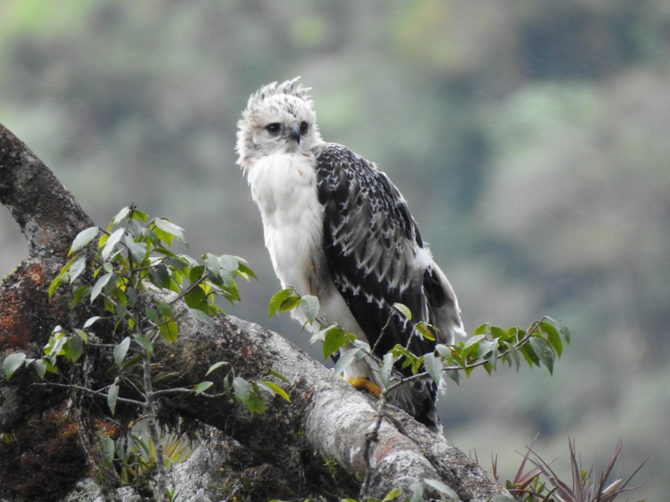 AGUILA 2 RESPIRA MACIZO 1