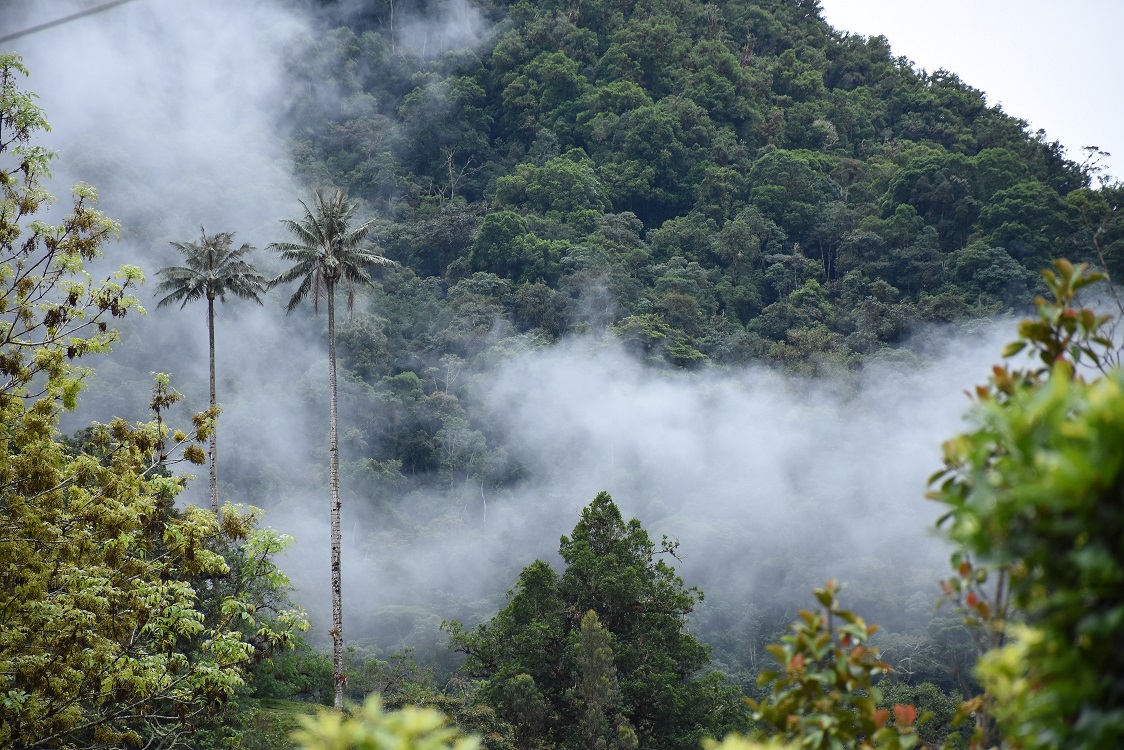 COBERTURA BOSCOSA DEL HUILA 2