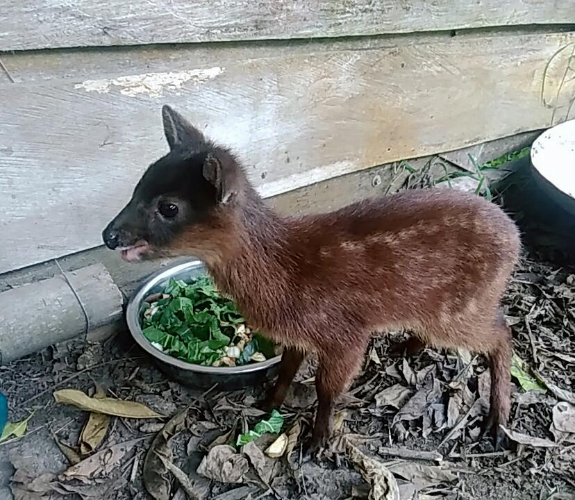 Comunidad de Pitalito rescata un Venado Colorado 1