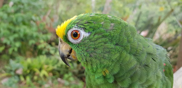 FAUNA SILVESTRE RECUPERADA 5