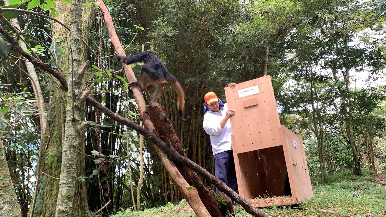 Fauna silvestre rehabilitada en Huila es liberada en el Meta 1