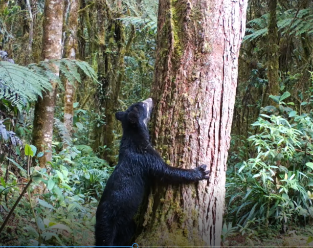 Foto Oso
