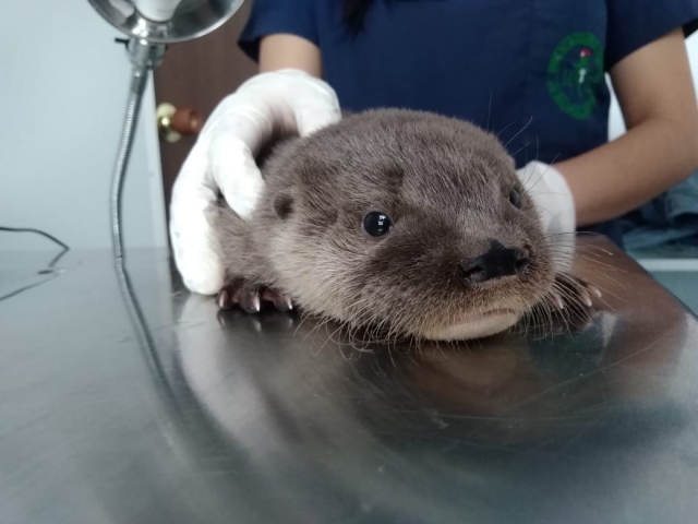Nutria de ro rescatada de incendio forestal 1