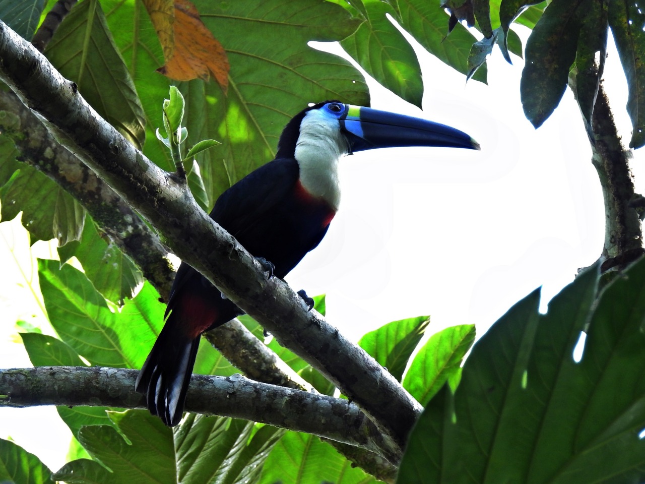 Tucan silvador Ramphastos tucanus especie amazonica 